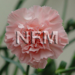 wholesale light pink candy carnations-nationalflowermart.com